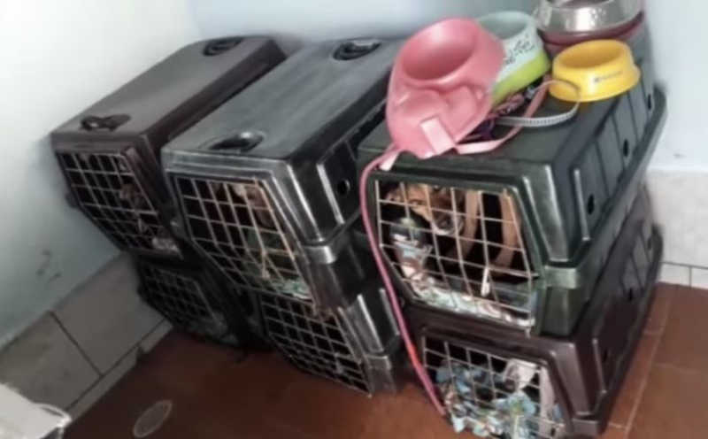 Ativista denuncia maus-tratos contra animais no canil de Itajaí, SC; Inis nega