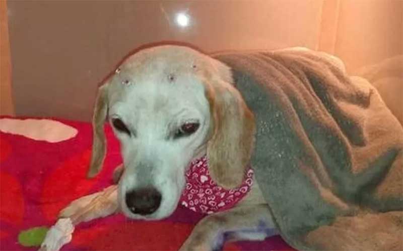 Cachorra que foi abusada sexualmente por idoso morre em Jaraguá do Sul, SC