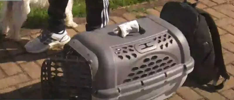 VÍDEO: Passageiro afirma ter sido agredido por levar seu cachorro em ônibus