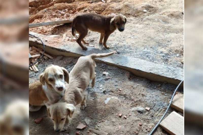 Moradora encontra cachorros abandonados em sua casa, em Pomerode, SC