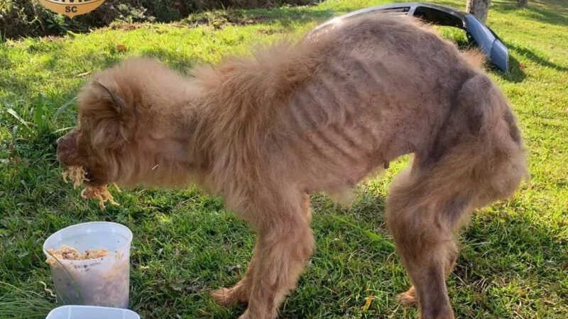 Cachorro que sofria maus-tratos é resgatado pela polícia em Saudades, SC