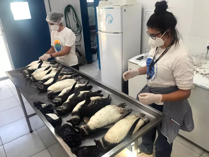 Mais 12 pinguins encalham mortos em praia de Florianópolis; número passa de 350 nos últimos 50 dias