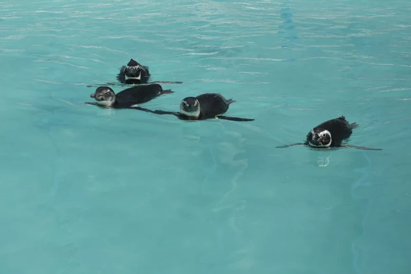 Pinguins em reabilitação na piscina — Foto: Nilson Coelho/ R3 Animal/ Divulgação