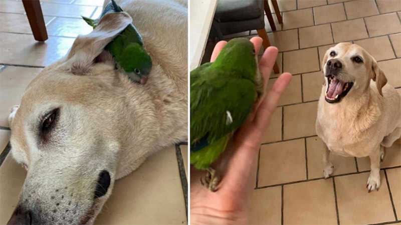 Cachorro salva e cuida de papagaio que caiu dentro de casa