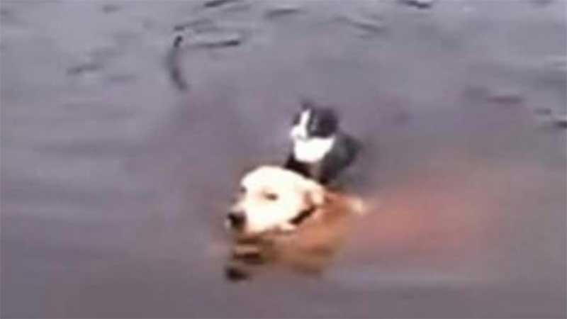 Cachorro pula em rio e salva gato que estava se afogando; vídeo