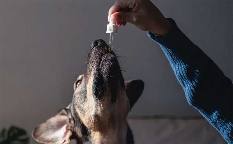 Estudo inédito no Brasil quer testar óleo de cannabis em cães com osteoartrite (Imagem: vanenunes/envato)