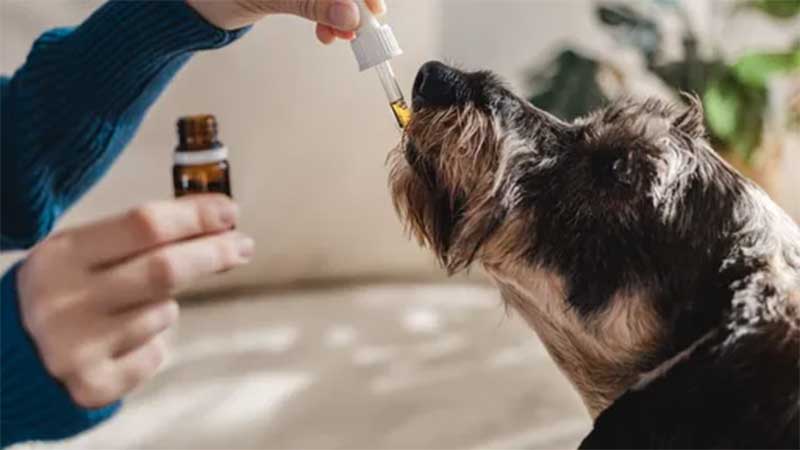 Estudo inédito no Brasil quer testar óleo de cannabis em cães com osteoartrite