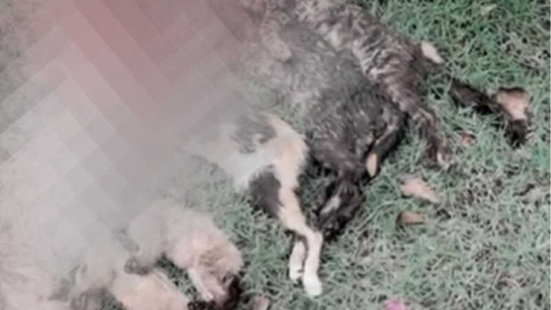 Depama investiga a morte em série de gatos no Parque da Sementeira