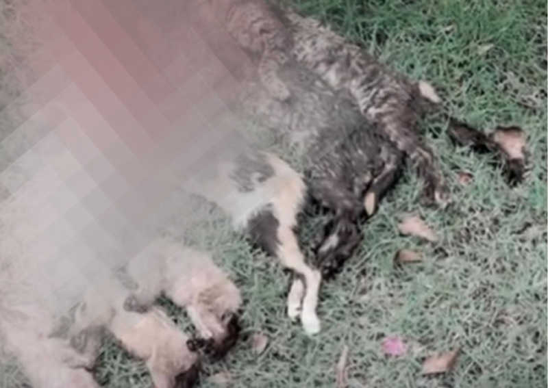 Depama investiga a morte em série de gatos no Parque da Sementeira, em Aracaju, SE