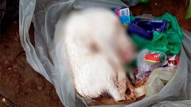 Animais estão sendo mortos por envenenamento no bairro Loiola, em Lagarto, SE