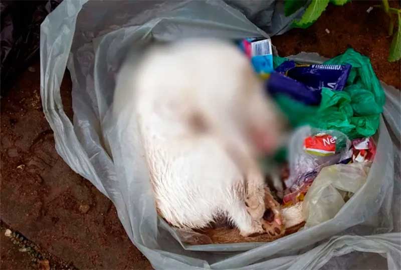 Animais estão sendo mortos por envenenamento no bairro Loiola, em Lagarto, SE