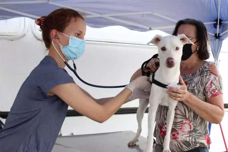 Zoonoses realiza cadastro para castração gratuita de cadelas em Americana, SP