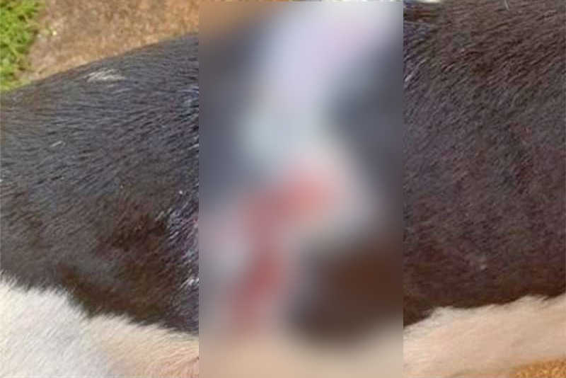 Cachorra com 7 filhotes é agredida com óleo quente no Melhado, em Araraquara, SP