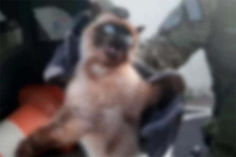 GCM resgata gato envenenado em Cordeirópolis, SP