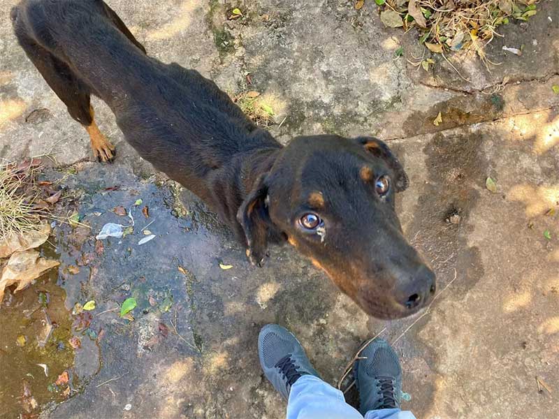 Cachorro resgatado desnutrido e infestado de carrapatos morre após 21 dias de internação no interior de SP