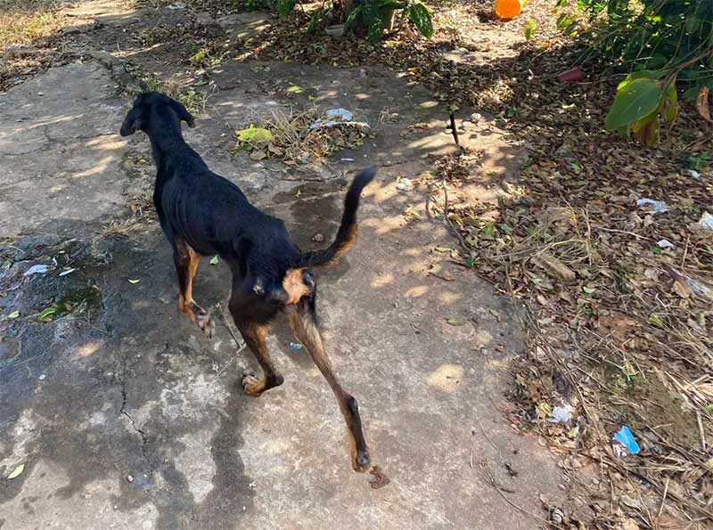 Cachorro, de aproximadamente três anos de idade, foi encontrado dentro de residência no bairro Novo Oriente — Foto: Gabriel Fernando Francisco/Arquivo pessoal