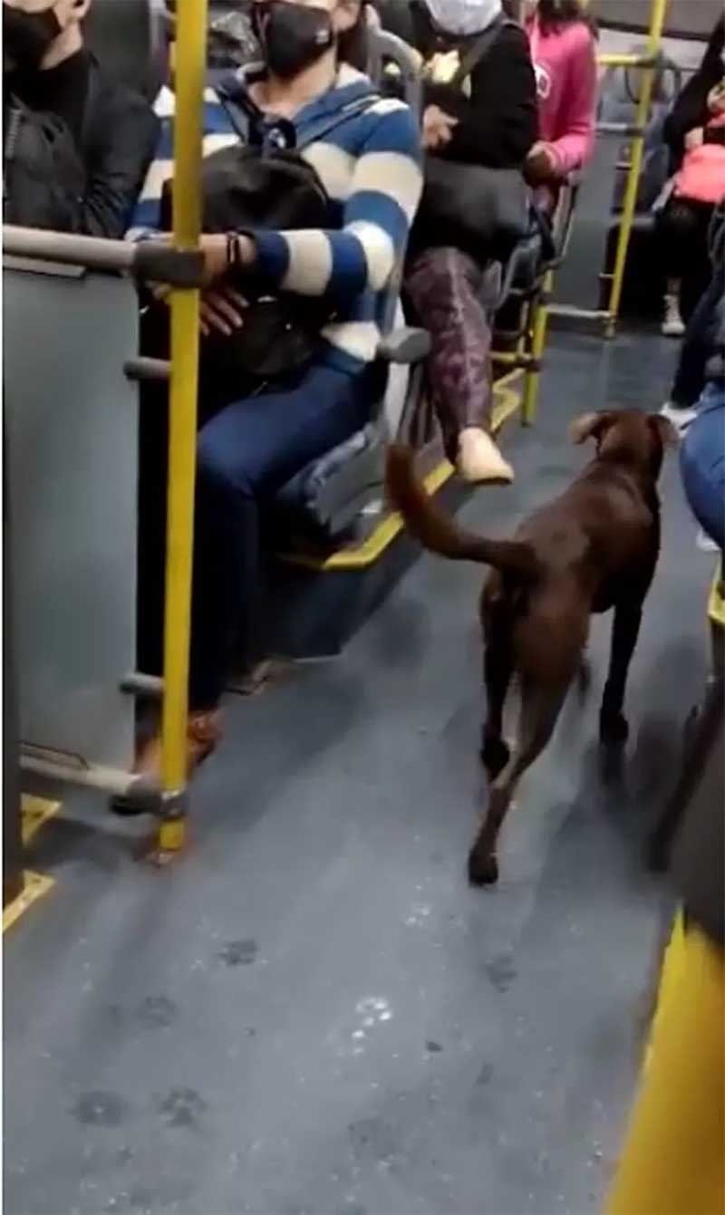 Cachorro ‘rolezeiro’ pega ônibus, desce no ponto final e some de forma ‘misteriosa’ em SP; VÍDEO