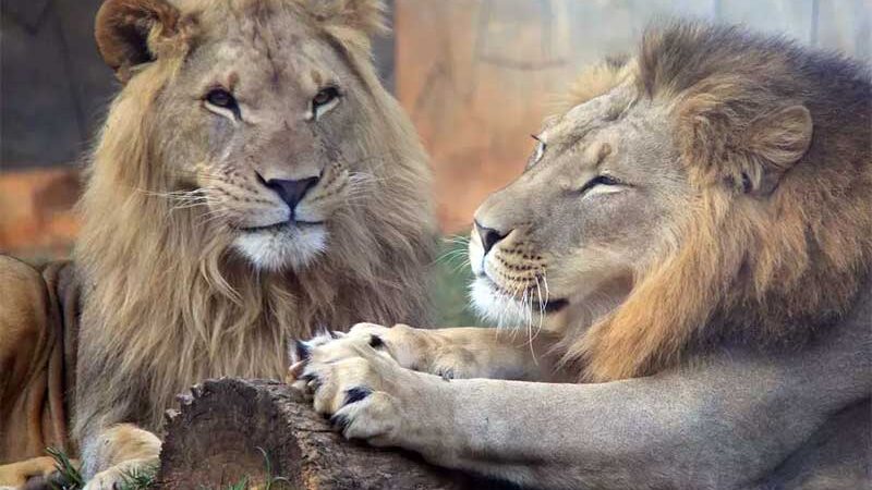 Os leões Madiba e Khalifa, do zoológico Municipal de Guarulhos. — Foto: Divulgação/ Prefeitura