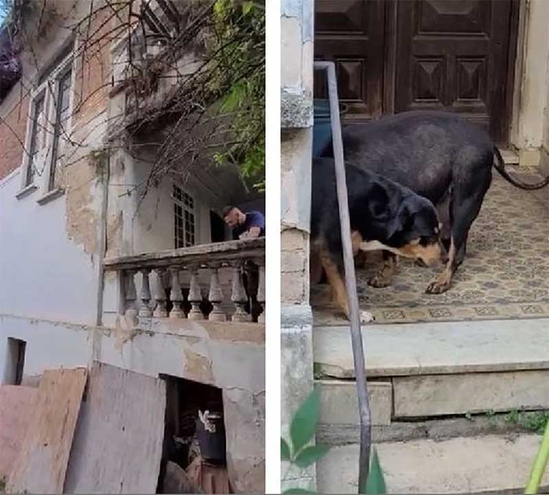 ONG entra em casa abandonada para resgatar cães deixados sem água e comida, em SP; VÍDEO