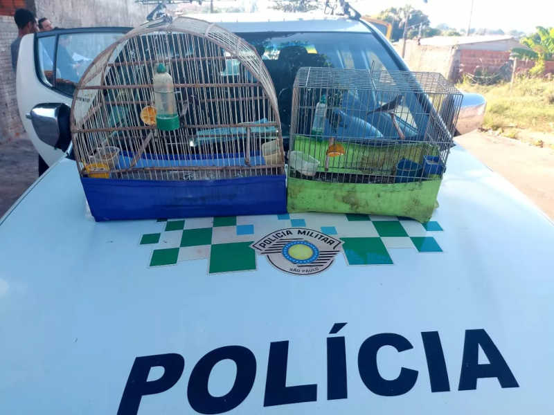 Duas aves silvestres em cativeiro foram localizadas com o envolvido — Foto: Polícia Ambiental