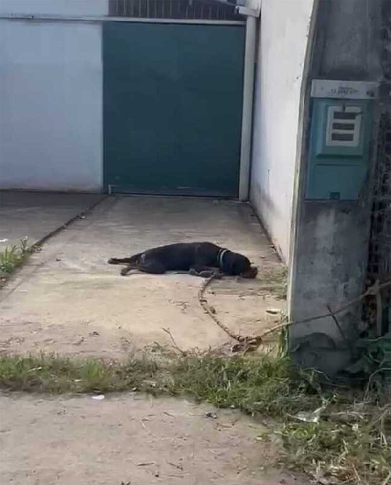 Cão rottweiller é abandonado na rua e resgatado em Itanhaém, SP