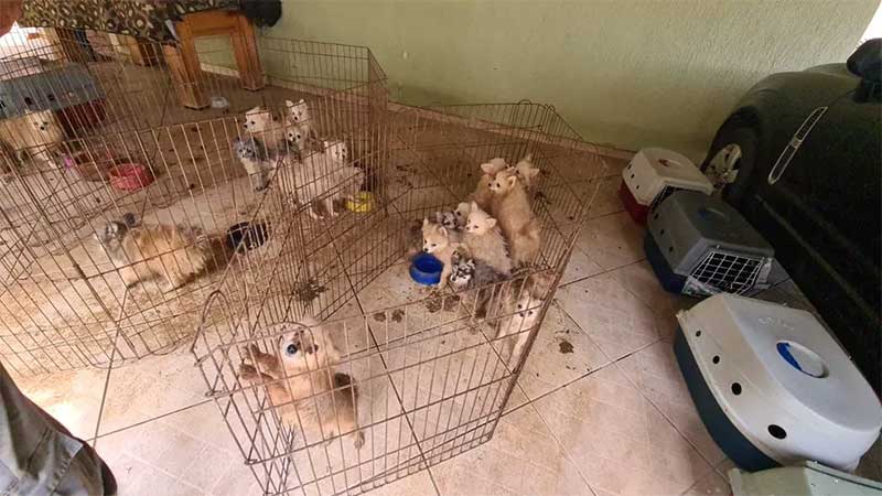Justiça suspende leilão de 131 cães lulus-da-Pomerânia resgatados de canil clandestino em Limeira, SP