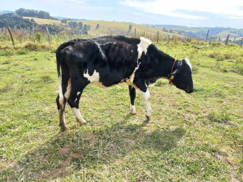 Após denúncia, equipes encontram animais mortos e bovinos em situação de maus-tratos em Pilar do Sul, SP