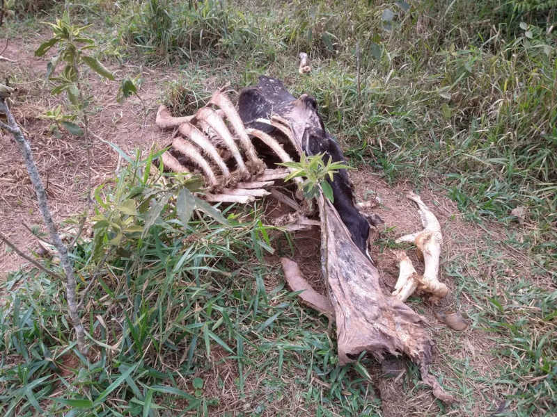 Centro de zoonoses encontrou inúmeros cadáveres de bovinos no sítio em Pilar do Sul (SP) — Foto: Centro de zoonoses/Divulgação