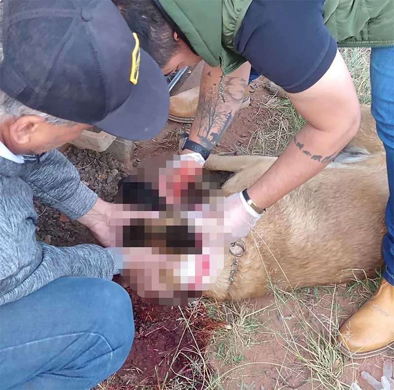 Cão foi atendido pelo Núcleo de bem-estar animal de Piracicaba em estado grave — Foto: Divulgação/ Polícia Militar