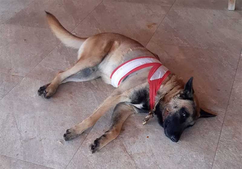 Morre cão baleado por ex-PM em Piracicaba (SP): ‘da justiça divina, não escapa’, diz tutor sobre atirador