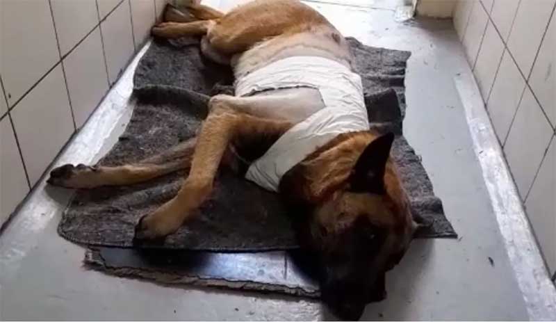 Cão Baruk após cirurgia para retirar bala em Piracicaba — Foto: Reprodução/EPTV