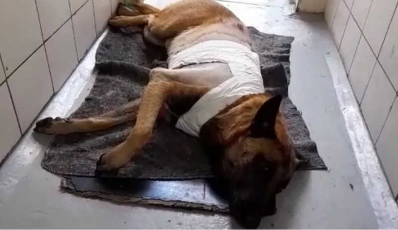 Cão reencontra tutor após sobreviver a tiro próximo ao coração em Piracicaba, SP; VÍDEO