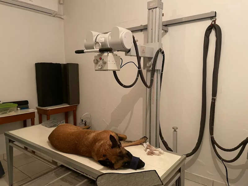 Cão Baruck passa por exames após ser baleado por ex-PM em Piracicaba — Foto: Reprodução/EPTV