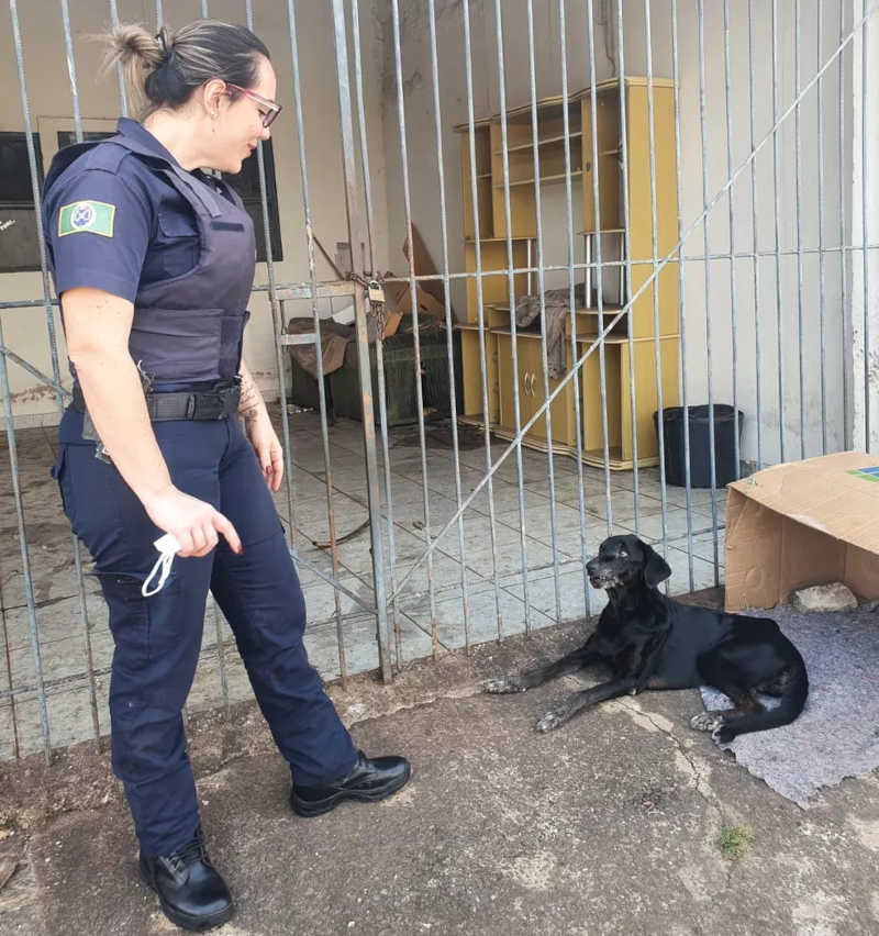 Em um ano, setor da Guarda de Piracicaba (SP) resgata 50 animais em situação de maus-tratos