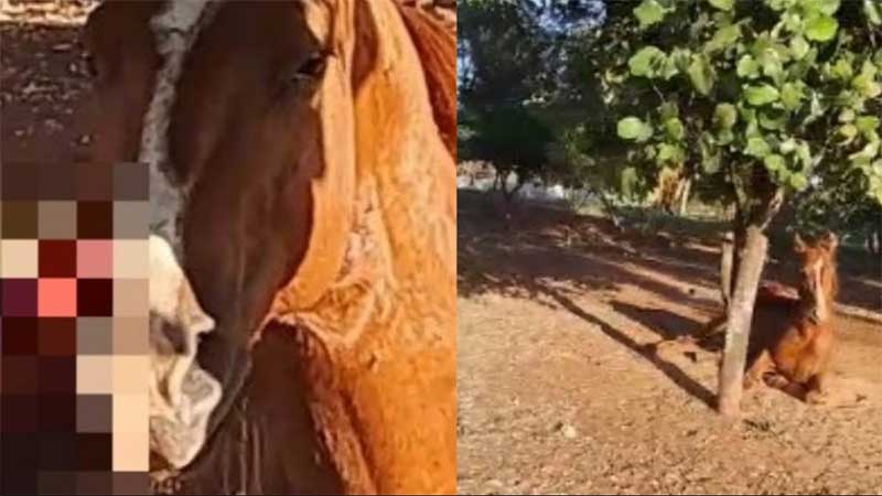 Morre cavalo encontrado com graves ferimentos em Ribeirão Preto, SP