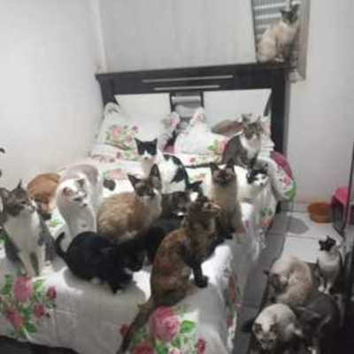 Gatos vivem com a tutora em um apartamento na zona leste de SP. Foto: DIVULGAÇÃO/ ARQUIVO PESSOAL