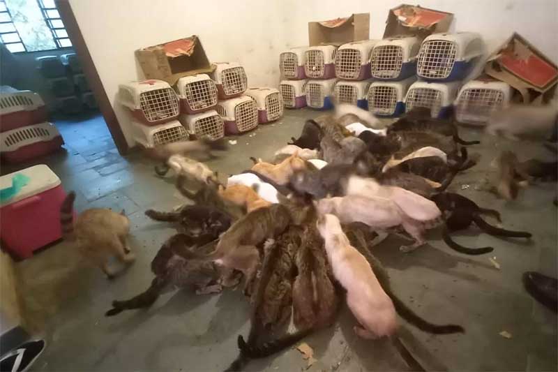 Mais de 100 gatos são resgatados em situação de maus-tratos em casa de São José dos Campos, SP