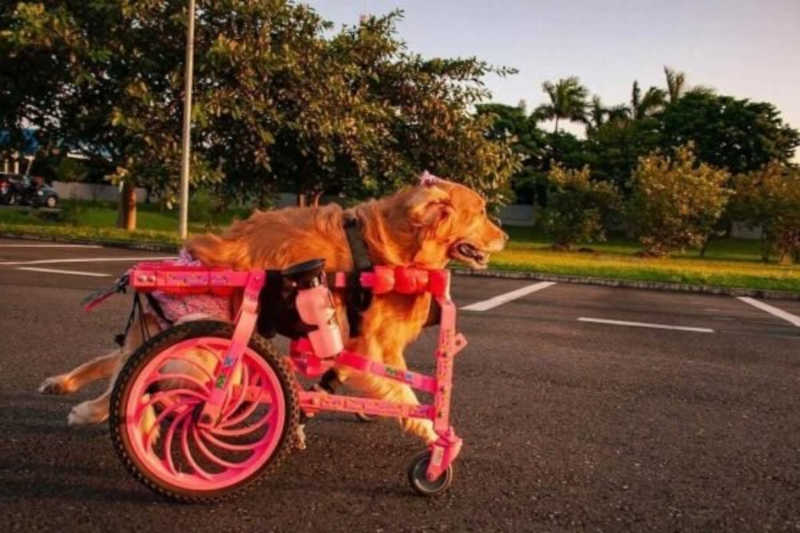 Rodinhas para todos: ação financia cadeira de rodas para cães e gatos