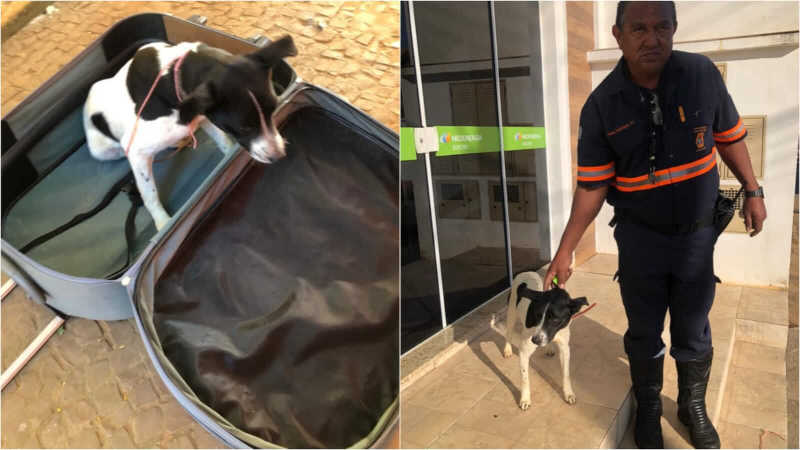 Moradores encontram cachorro abandonado dentro de mala em Cabreúva, SP