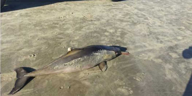 Dois golfinhos mortos são encontrados no mesmo dia com marcas de rede de pesca em Praia Grande, SP
