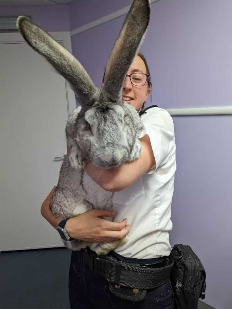 ONG do Reino Unido resgata 47 coelhos gigantes após denúncia de maus-tratos