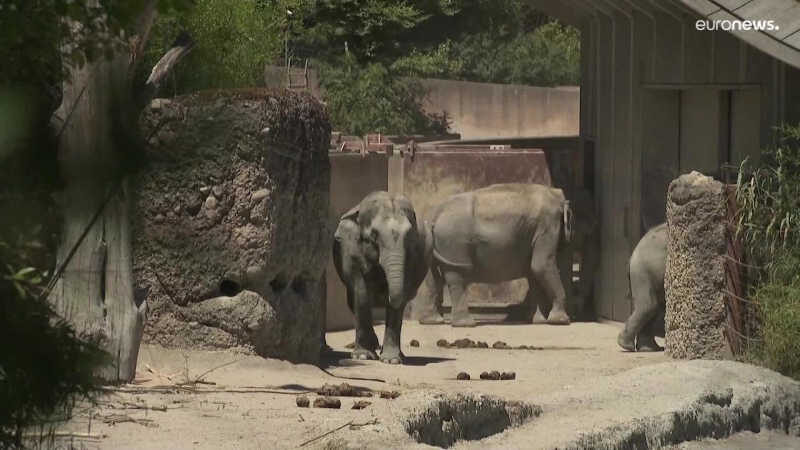 Dois elefantes morrem de herpes no jardim zoológico de Zurique