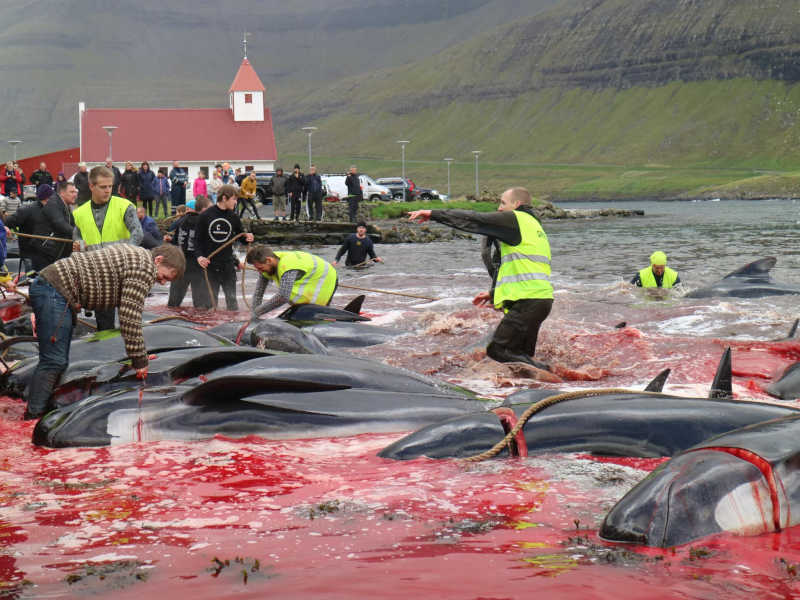 A caça provocou protestos internacionais. (Sea Shepherd / SWNS)