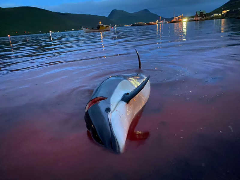 Baleias e golfinhos mortos após uma caça grindadrap nas Ilhas Faroé. (Sea Shepherd Global)