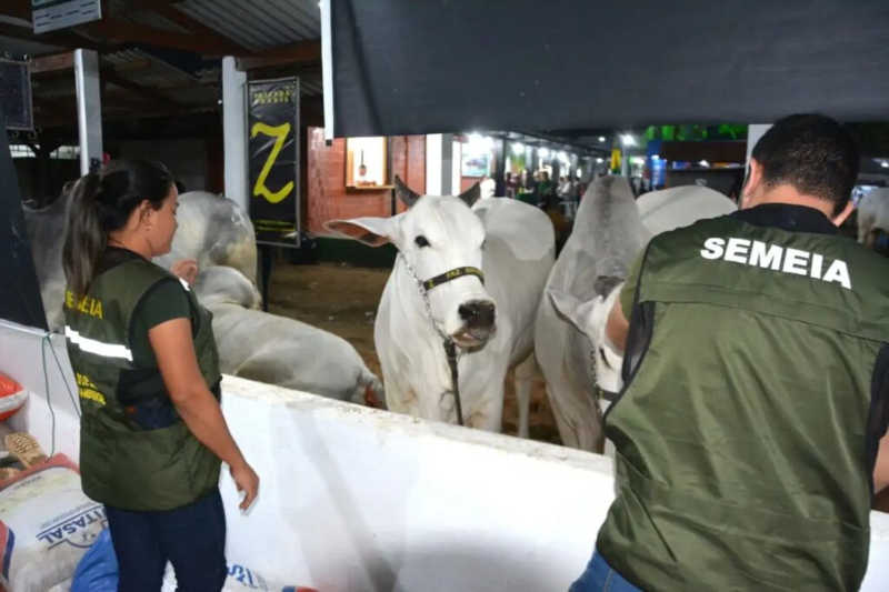 Animais são retirados da prova de laço da ExpoAcre por ferimentos