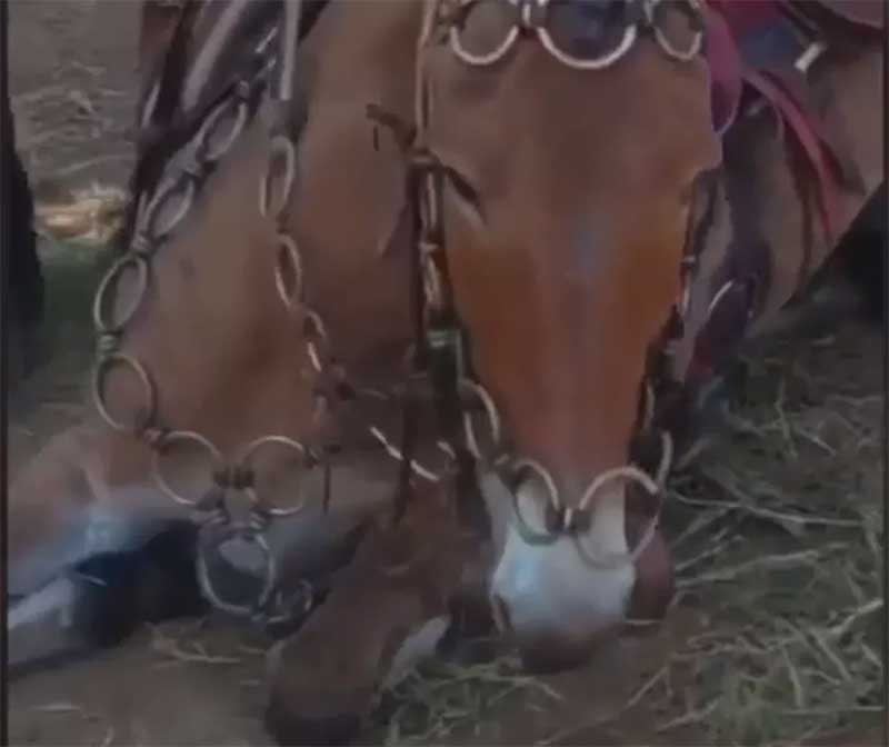 Vídeo mostra maus-tratos a mula durante cavalgada em Rio Branco, AC; ONG contabiliza pelo menos 5 denúncias