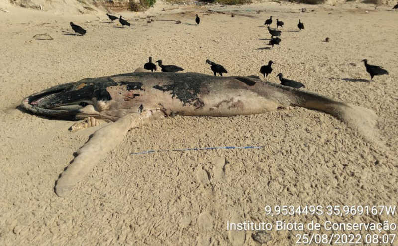 Em 4 meses, 178 animais marinhos encalham em Alagoas