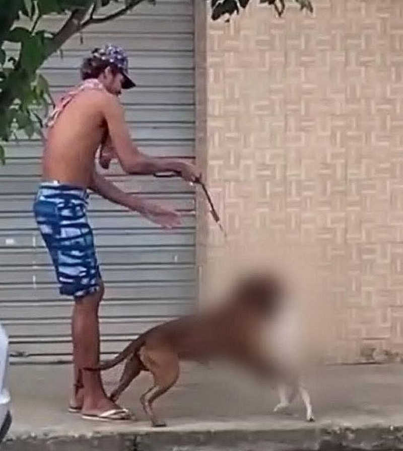 Justiça revoga prisão de tutor de cão pit bull que matou gato em São Miguel dos Campos, AL