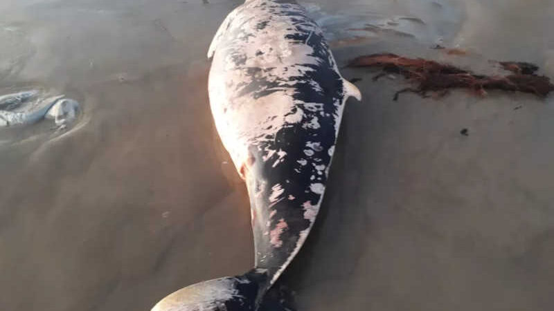 Moradores encontram animal marinho na Praia do Peba, AL — Foto: Tone Madson/Arquivo pessoal