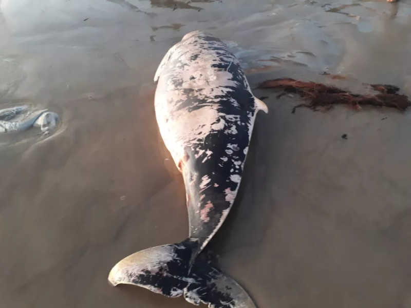 Cachalote-anão é encontrado encalhado morto na Praia do Peba, em AL